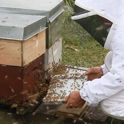 Sérum réparateur pour ongles et pieds Purelora® à base de peptides de venin d'abeille, pour le soin des mycoses des ongles, des ongles jaunes, des ongles épais et le soutien à la récupération du pied d'athlète.